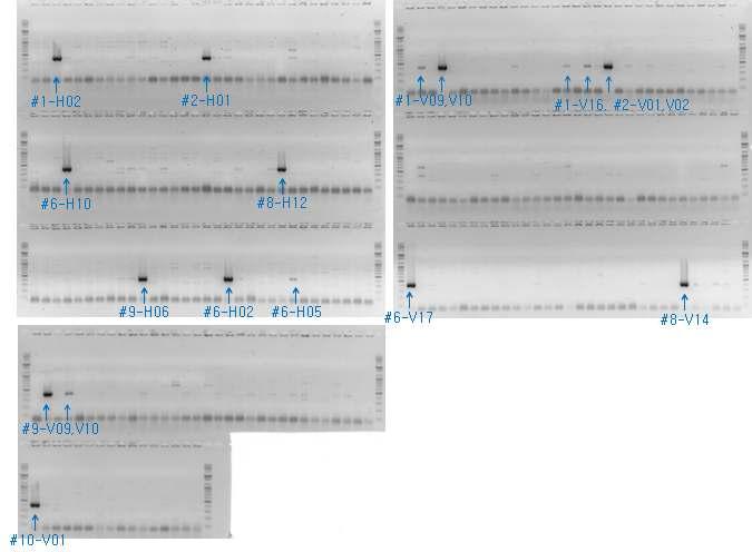 Secondary template pooling PCR for relA. H: Horizontal PCR, V: Vertical PCR.