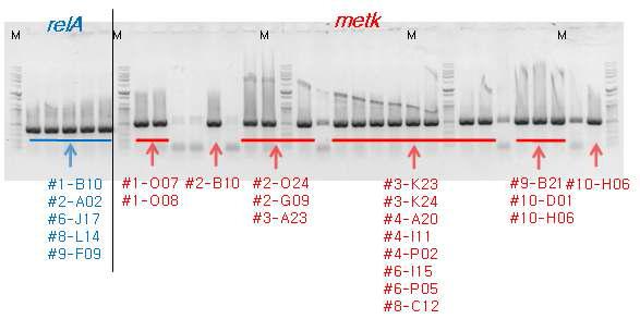 Acquirement of 5 clones for relA and 18 clones for metK by 2D pool screening using PCR.