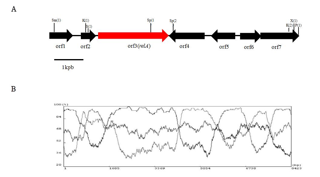 (A) Gene organization in the fragment cloned from S. natalensis. Abbreviations : K: KpnI P: PstI S: SacI Sm: SmaI, Sp: SphI X: XbaI (B) Frame analysis of the region containging seven orfs. The numbers in parentheses indicate the order of restriction enzyme sites.