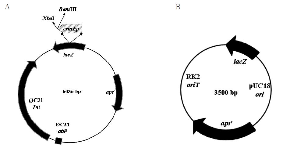 Vector construction for high expression (A) and knock-out (B) of regulator gene in actinomycetes.