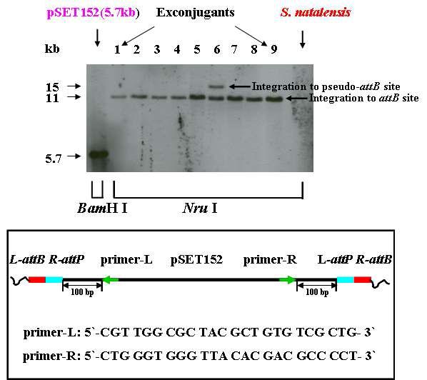 Southern blot analysis of exconjugants containing pSET152 and design of primer for attB site sequencing.