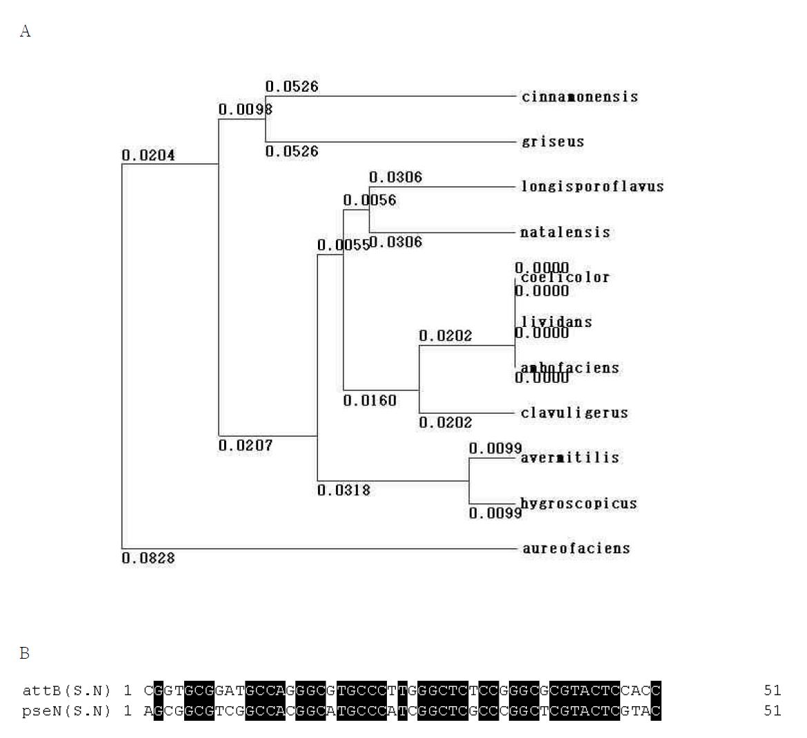 Phylogenetic tree among actinomycetes (A) and alignment of attB site and pseudo-attB site (pseN) sequences of S. natalensis (B).