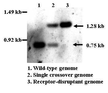 Southern hybridization analysis of KpnI-digested chromosomal DNA.
