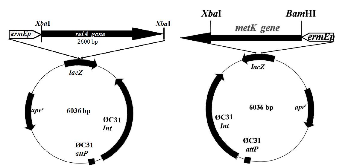 Construction of vectors for relA and metK expression in streptomycetes.