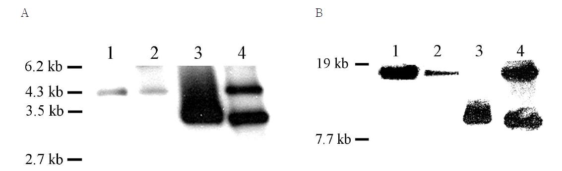 Southern hybridization analysis of chromosomal DNA and vector digested with PstI (A) and BamHI (B). (A) Lane 1, S. natalensis wild-type strain; lane 2, pSET152ET integrated strain; ane 3, pSET152ET-pimM vector; lane 4, pSET152-pimM integrated strain. The 0.6-kb fragment of pimM was used as the probe. (B) Lane 1, S. natalensis wild-type strain; lane 2, pSET152ET integrated strain; lane 3, pSET152ET-pimR vector; lane 4, pSET152-pimR integrated strain. The 1-kb fragment of pimM was used as the probe.