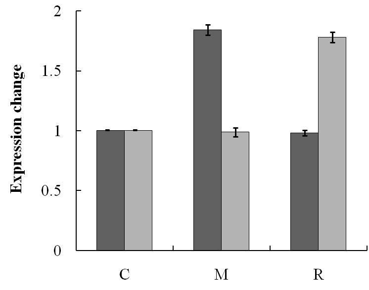 Transcriptional comparison of pimM and pimR from the pSET152ET-integrated strain as control (C), pSET152ET-pimM-integrated strain (M), and pSET152ET-pimR-integrated strain (R), cultivated for 24 h by real-time qRT-PCR. Bar graphs of dark gray and light gray indicate the transcript amounts of pimM and pimR, respectively. The lysA gene was used as the reference. Data represent the averages of three independent experiments, and the error bars indicate the standard deviations from the means.
