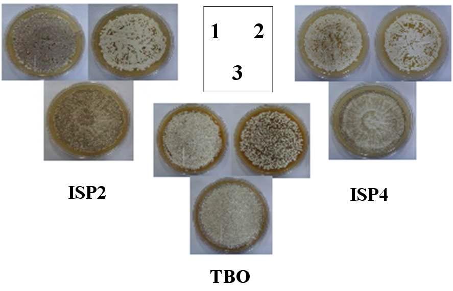 Effect of relA high expression on morphological differentiation of S. natalensis. 1, wild-type strain; 2. pSET152ET-integrated strain; 3, relA high expression vector-integrated strain.