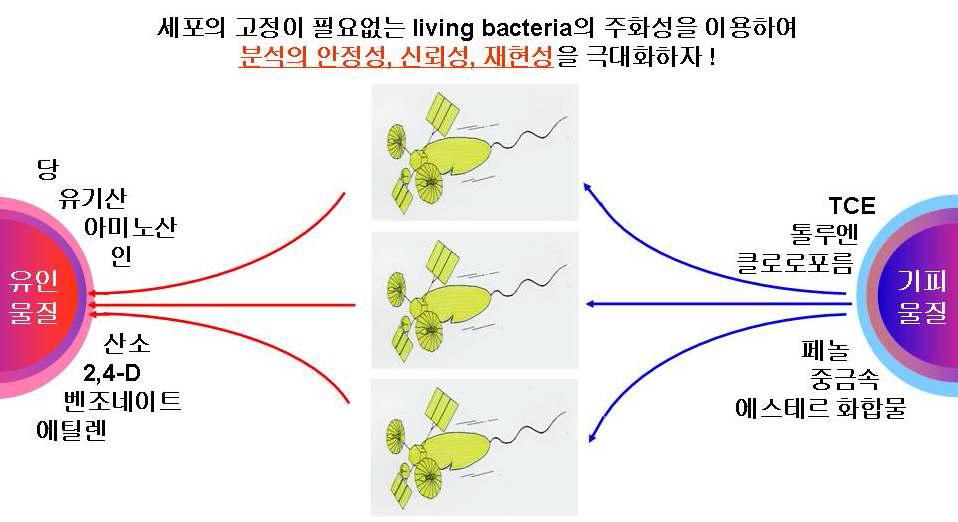 [보고서]특이적 박테리아 주화성을 이용한 환경유해물질 검출용 미세유체칩의 개발