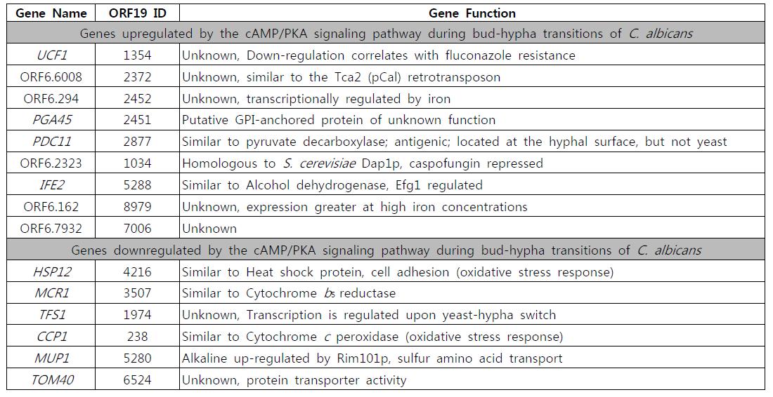 C. albicans cAMP/PKA 신호전달 유전자 중 우선 선택된 유전자 리스트