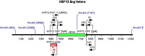 Diagram of HSP12 gene disruption cassette with Arg marker and Southern blot design