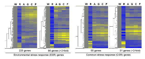 ESR and CSR genes regulated by the Ras- and cAMP-signaling pathways