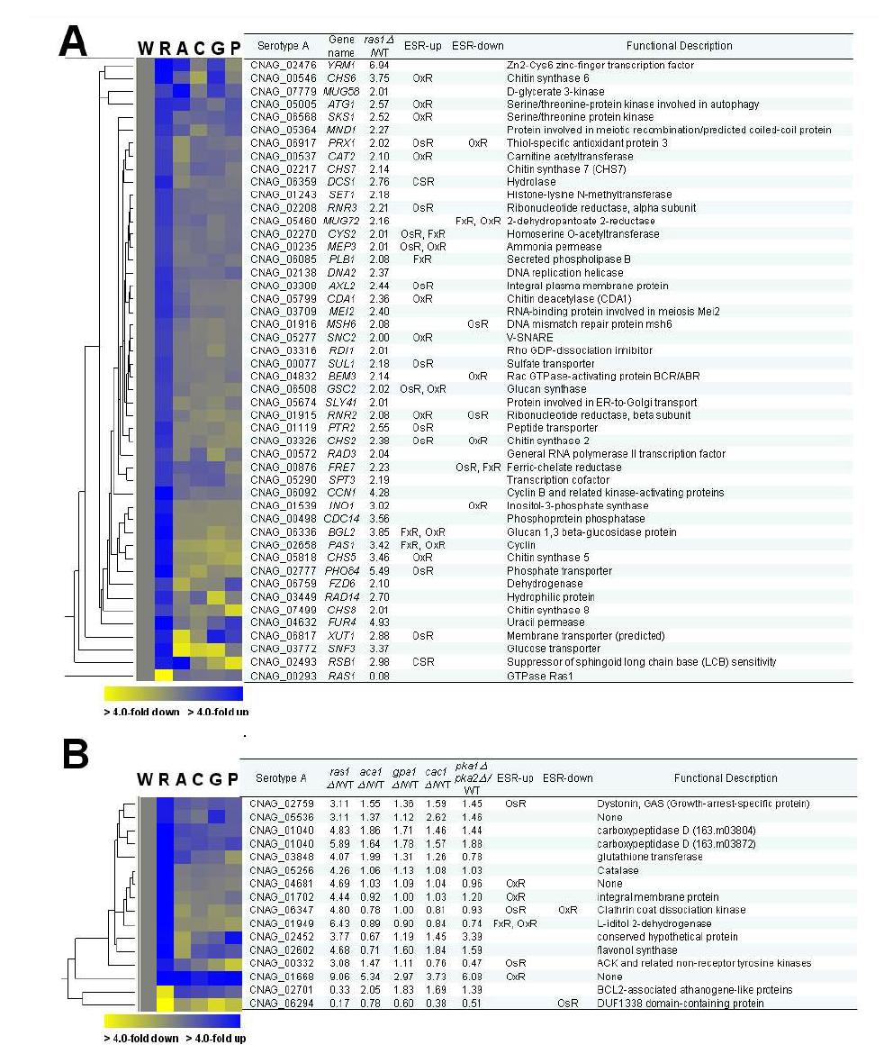Ras-dependent genes in C. neoformans