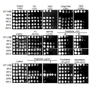 Phenotypic analysis of GRE2 or PKP1 deletion mutants in response to diverse stresses