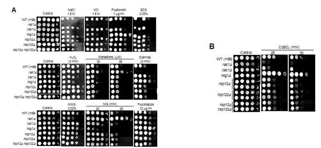 Phenotypic analysis of HSP12, HSP122, and HSP12 HSP122 deletion mutants in response to diverse stresses.
