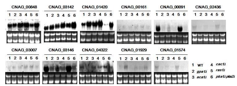 Northern blot analysis of the cryptococcus specific cAMP-dependent genes identified by this microarray analysis.