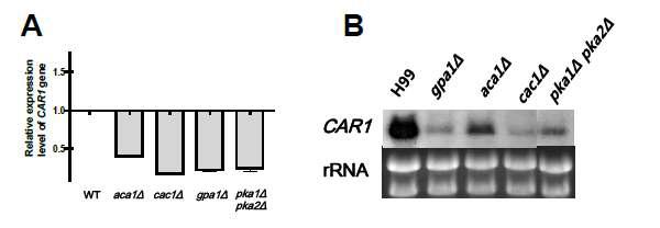 Northern blot analysis of the CAR1 (cAMP-regulated genes 1) identified by this microarray analysis