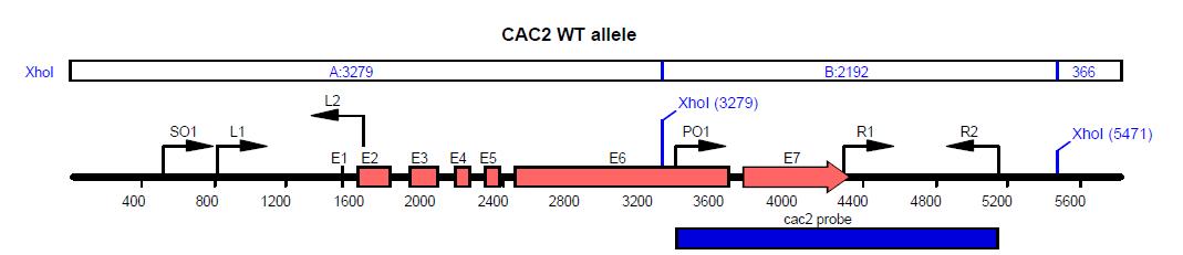 CAC1 gene disruption cassette 제조