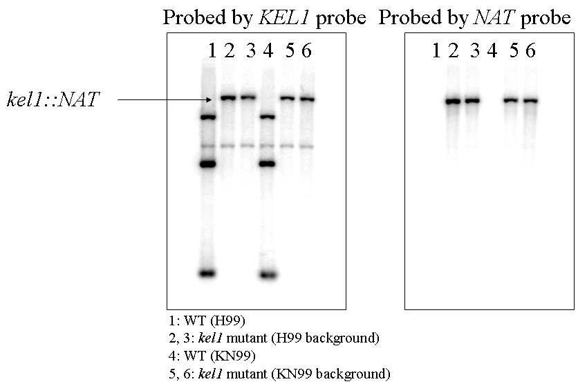 Disruption of KEL1 and Southern blot analysis