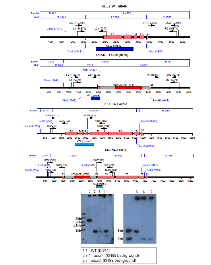 kel2△ , kel3△ 변이균 제조 디자인 및 Southern blot analysis 검증