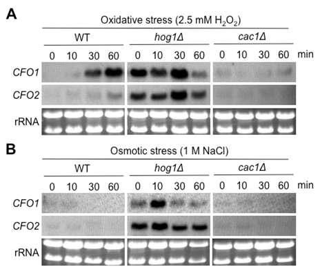 야생형 균주 및 ho g의1Δ한 및 cac1Δ 변이균에서의 Oxidative 및 osmotic stress에 CFO1/2 유전자의 발현