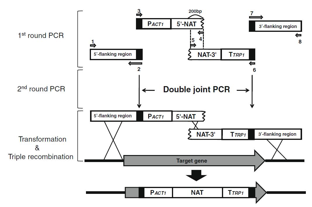 Double-joint PCR(DJ-PCR) with NAT-split markers의 개요