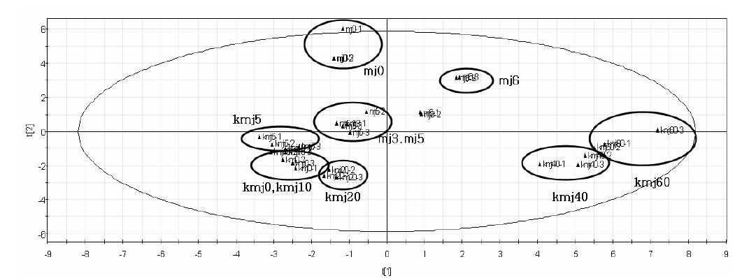 주성분분석에 의한 발효단계별 전통 및 표준제조메주 대사체 프로파일링의 변화를 나타내는 score plot.