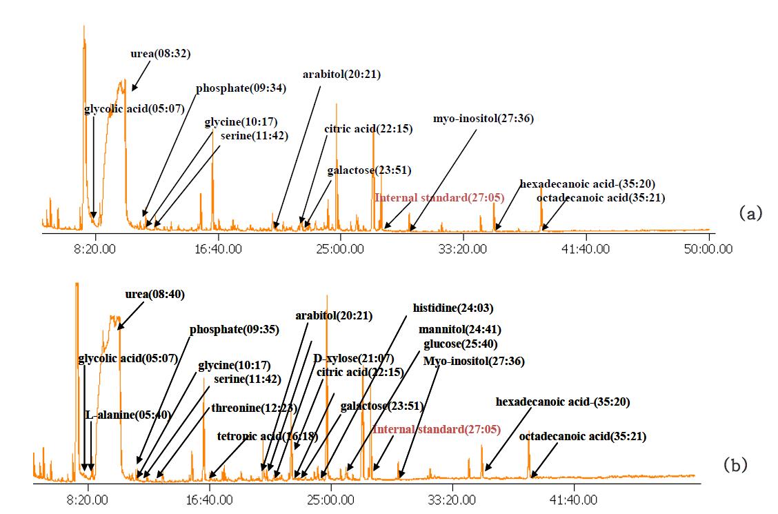 청국장 추출물을 섭취한 생체시료(urine)내 대사체의 GC-TOF-MS 크로마토그램(a) 청국장 추출물 섭취 전 ; (b) 청국장 추출물 섭취 후