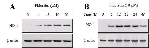 Induction of HO-1 expression by phloretin in HEI-OC1 cells.