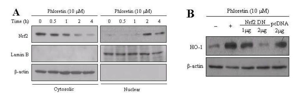 Phloretin increases Nrf2 nuclear translocation.