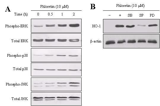 Effects of phloretin on phosphorylations of the MAPKs in HEI-OC1 cells.