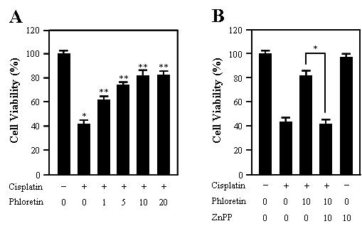 The protective effect of phloretin on cisplatin-induced apoptosis in HEI-OC1 cells.