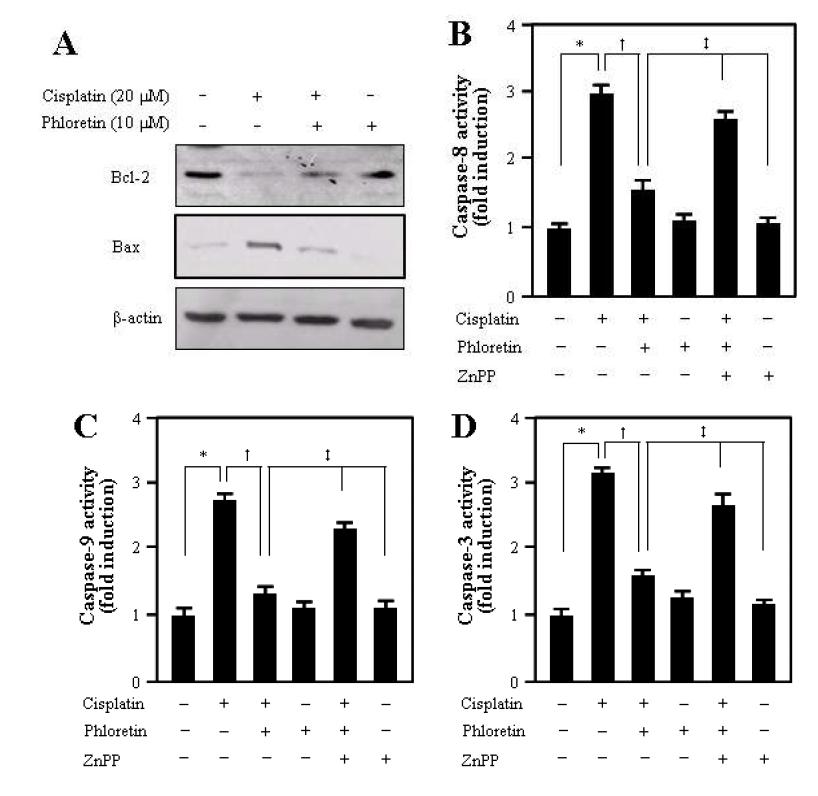 Preventive effect of phlorertin on the level of Bcl-2 family protein and the activation of capase-8, -9, and -3 by cisplatin in HEI-OC1 Cells