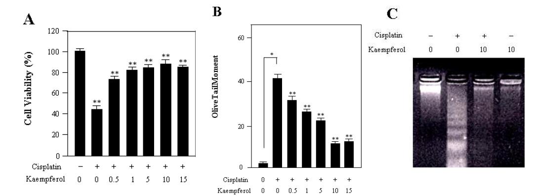 Protective effect of kaempferol on cisplatin-induced apoptosis in HEI-OC1 cells. Cells were pretreated with the indicated doses of kaempferol for 18 h and then incubated with 20 μM cisplatin for 30 h.