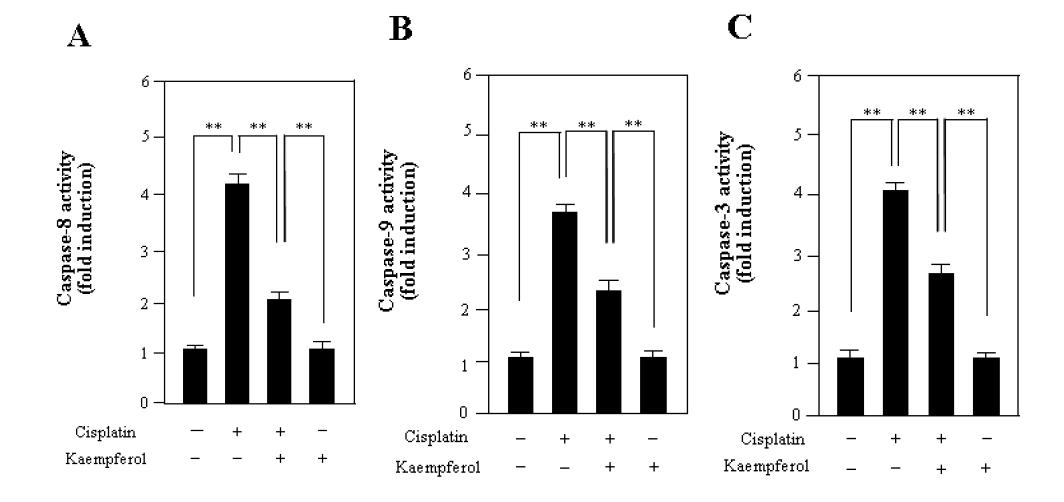 Kaempferol down-regulates the activities of caspase-8, 9 and 3 in HEI-OC1 cells. (A, B and C) Cells were pretreated with indicated doses of kaempferol for 12 h, and incubated with 20 μM cisplatin for 30 h. The enzymatic reactions were analyzed for caspase-8, 9 and 3 activities. Data represent the mean ± S.D. of three independent experiments