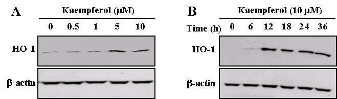 Induction of HO-1 expression by kaempferol in HEI-OC1 cells