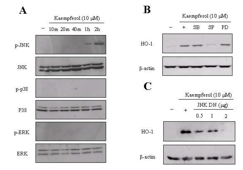 The MAPK signal pathway is linked to kaempferol-mediated HO-1 expression