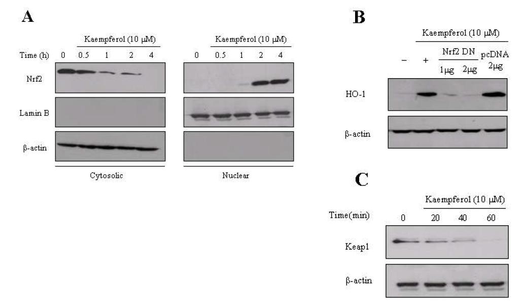 Involvement of Nrf2 in the process of HO-1 expression induced by kaempferol