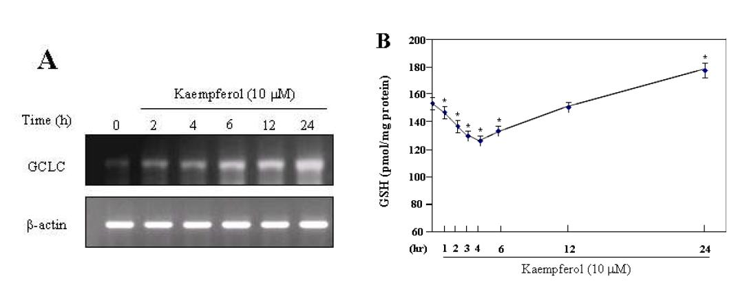 Effect of kaempferol on the expression of GCLC and cellular level of GSH in HEI-OC1 cells.