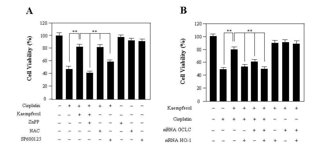 Effect of kaempferol on the expression of GCLC and cellular level of GSH in HEI-OC1 cells.