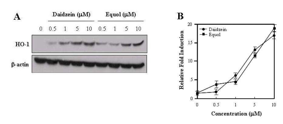 Induction of HO-1 expression by daidzein and equol in HEI-OC1 cells.