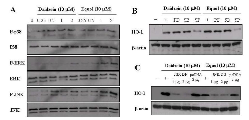 Effects of daidzein and equol on the phosphorylations of MAPKs in HEI-OC1 cells.