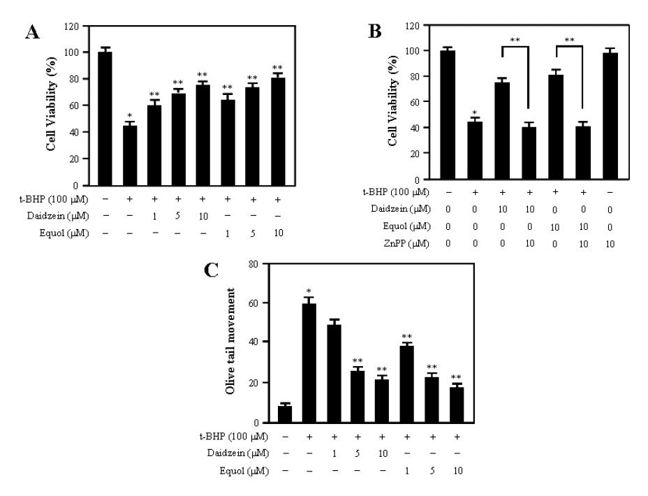 Protective effects of daidzein and equol on t-BHP-induced cell death in HEI-OC1 cells.