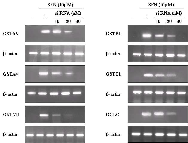 Induction of several isozymes of GSTs and GCLC by SFN and the inhibition of separate GSTs iaozymes and GCLC expression by the treatment of respective siRNA. AML 12 cells were transfected with several siRNAs of GSTs isozymes and GCLC for 24 hours, flowing by treating with 10 μM SFN for 18 hours. The expressions of GSTs isozymes and GCLC were assessed by RT-PCR
