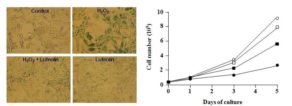 Protective effects of luteolin against H2O2-induced cellular senescence in HEI-OC1 cells. (Left) Cells were incubated with 25 μM H2O2 for 3 days the presence or absence with 10 luteolin. (Right) Cells were incubated with 25 μM H2O2 for 1, 3, and 5 days the presence or absence with 10 luteolin