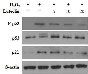 Protective effects of luteolin on H2O2-induced cellular senescence is dependent on p53 phosphorylation and p21 expression. Western blot analysis was performed using specific antibodies.