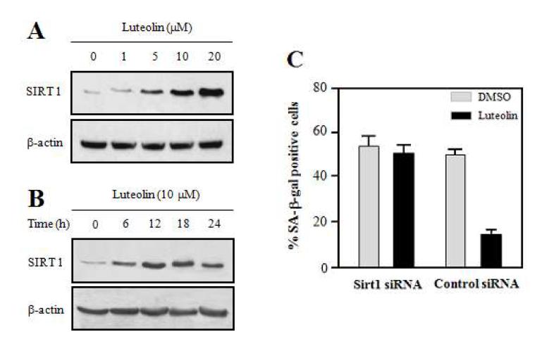 Effects of SIRT1 on H2O2-induced cellular senescence in HEI-OC1 cells.