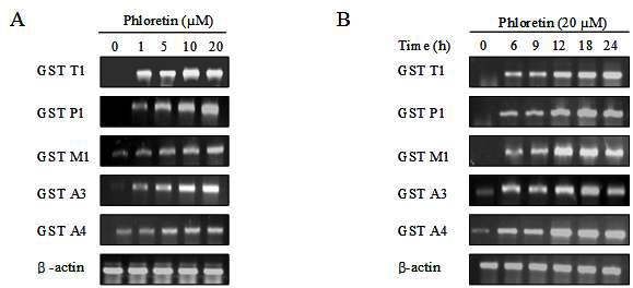 Induction of GST isozyme genes by phloretin in AML 12 cells. Cells were treated with the indicated dose of phloretin for 18 h (A) or 20 μM phloretin for the indicated time (B). Then GST isozyme gene expression was measured by RT-PCR. The data show one of three independent experiments