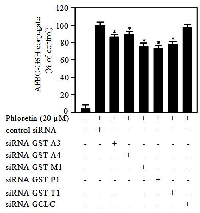 The effects of siRNA against GST isozymes on GST activity toward AFBO in AML 12 cells. Cells were transfected with siRNA against GST isozymes. After overnight transfection, cells were treated with 20 μM phloretin for 18 h and were then lysed. The cell lysates were co-incubated with human liver microsomes in the mixtures for AFB1 assay. The data represent the mean±SD of three independent experiments