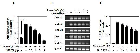 The effects of Nrf2-DN on ARE-luciferase induction, GST genes expression, and GST activity toward AFBO. AML 12 cells were transfected with the indicated amount of Nrf2-DN and/ or ARE plasmid (1 μg). Then cells were treated with 20 μM phloretin for 18 h