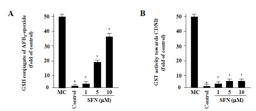 SFN induced the conjugation potential of AFBO and CDNB with GSH. Cells were treated with the indicated doses of SFN (A) for 12 h. After harvest, cells were sonicated and cell lysates were incubated with 50 μM AFB1, 100 pmol human liver microsomes, 2 mM GSH and an NADPH-generating system. Total GST activity was detected with CDNB (B). MC; mouse cytosol. Data represent the mean±S.D. of three independent experiments.